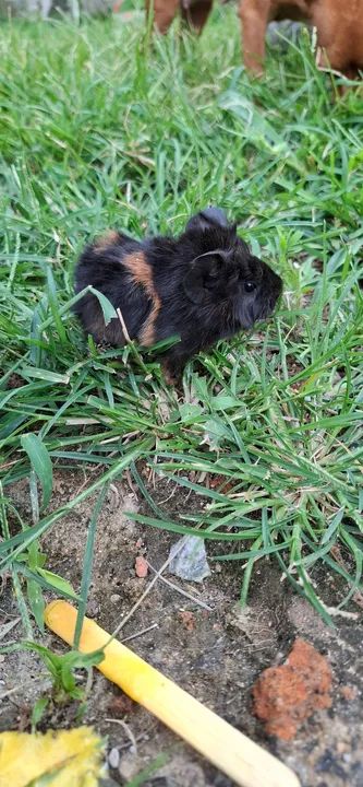 Porquinho da india absinio - Foto 3