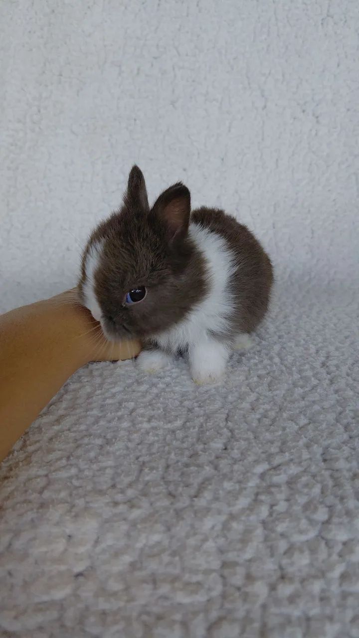 Filhote Coelho anão Netherland dwarf  - Foto 3