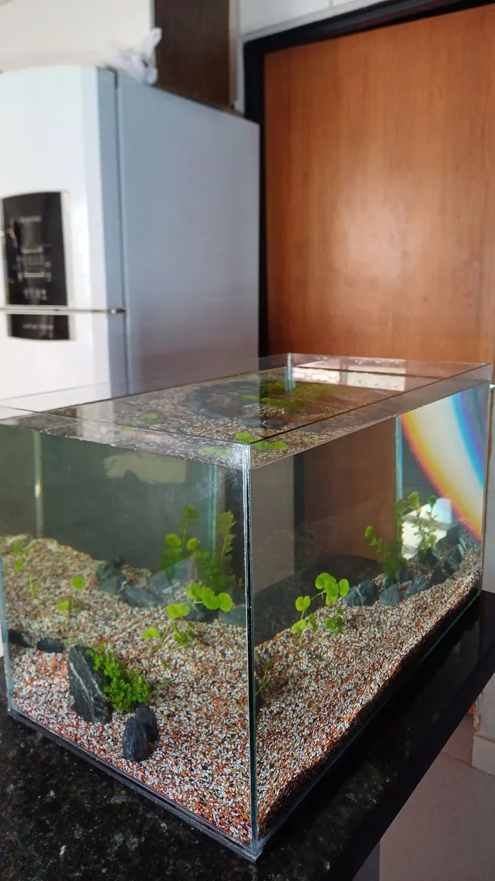 Aquário com plantas e já com substrato fértil  - Foto 5