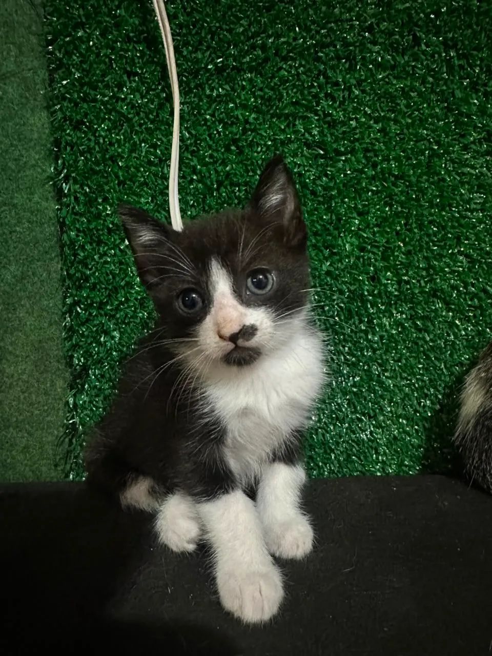Gatos para doação  - Foto 5