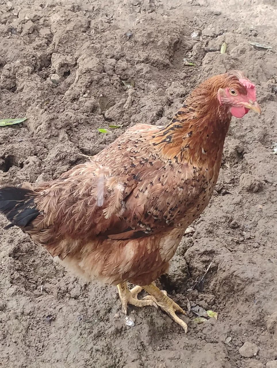 Aves  - Foto 3