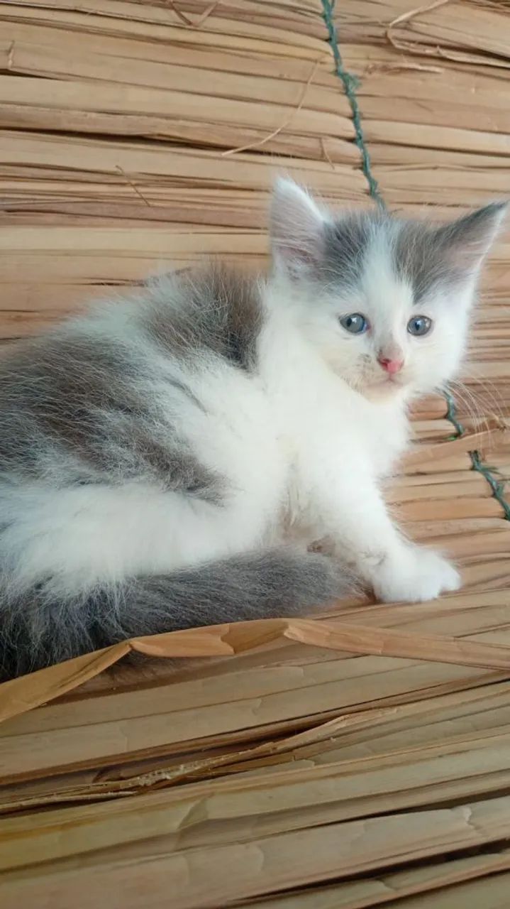 Gato Maine coon 
