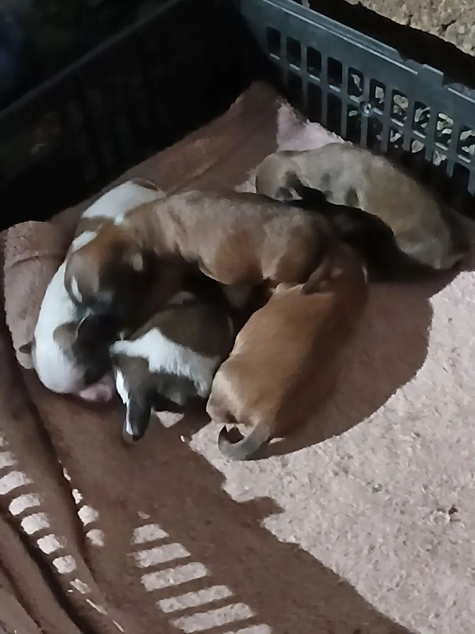 Filhotes de mini Chitzu  - Foto 4