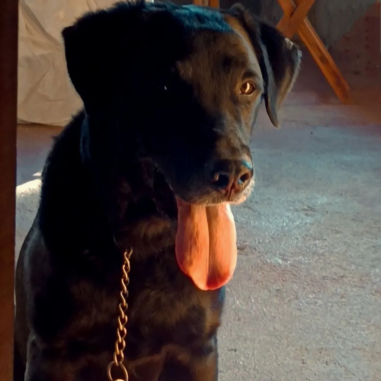 Doação de Labrador preto - Foto 2