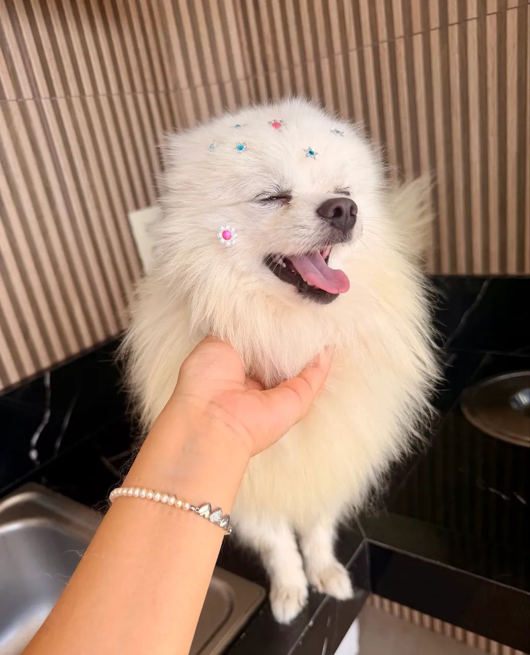 Spitz alemão 