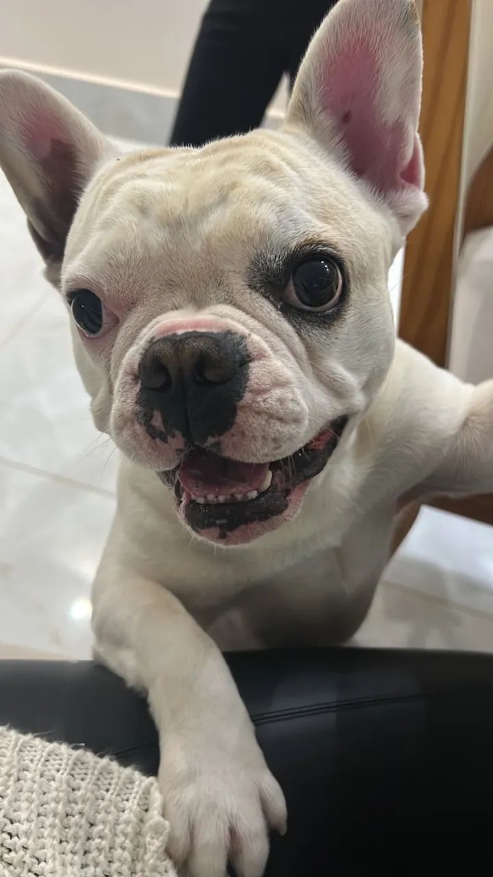Buldogue  - Foto 2
