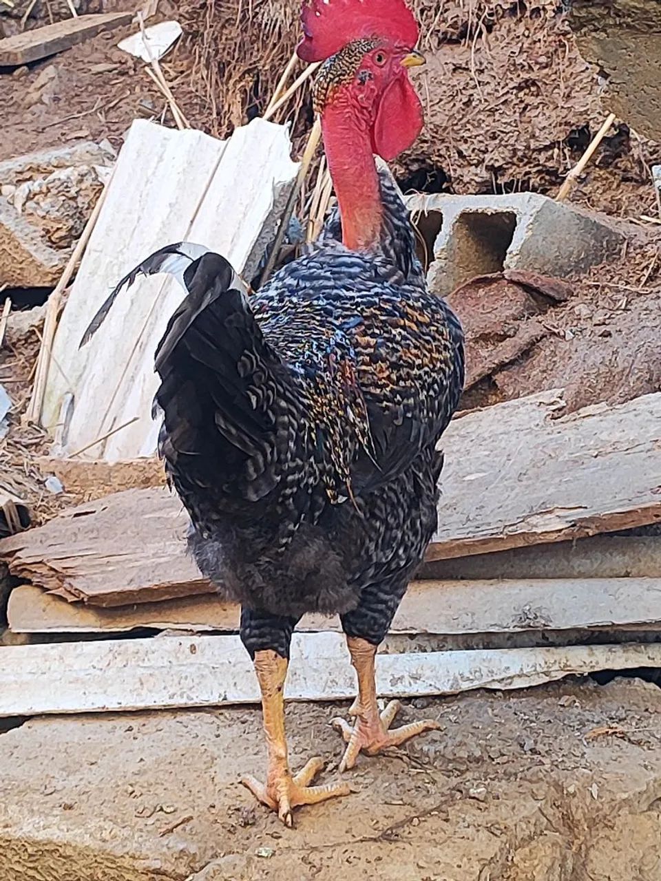 Frango caipira - Foto 2