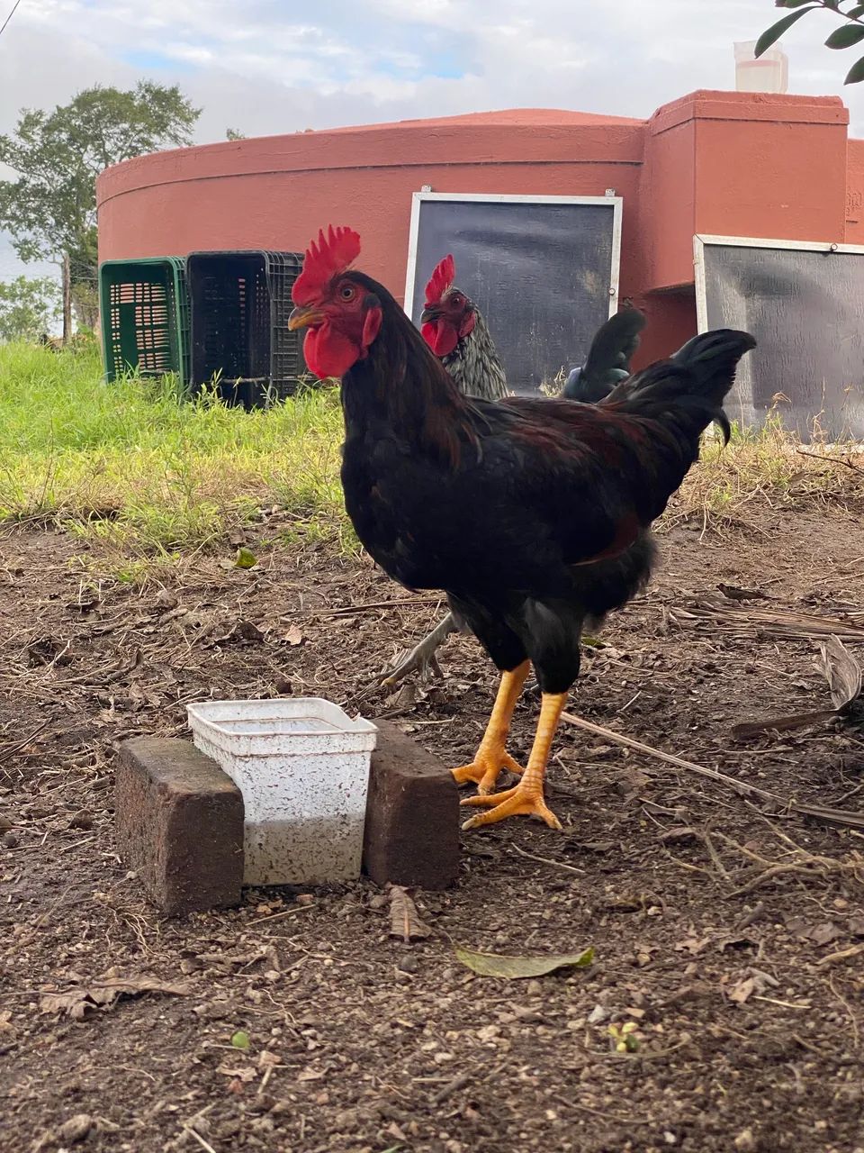 Frango Caipira 5 meses 