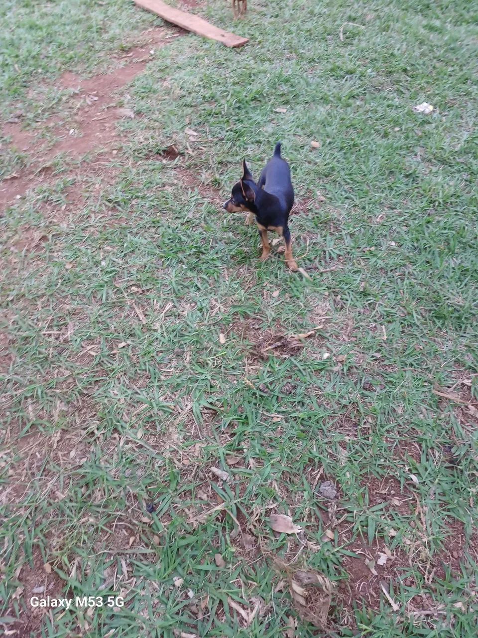 Pinscher macho (Divido no cartão) - Foto 5
