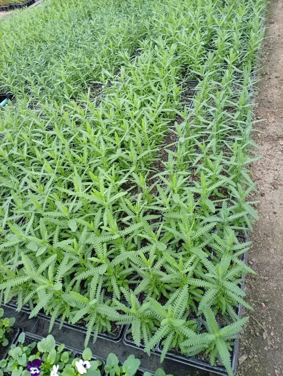 Cx de lavanda  - Foto 3
