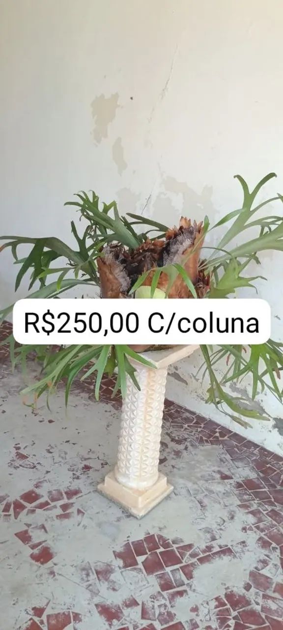 Plantas  - Foto 2