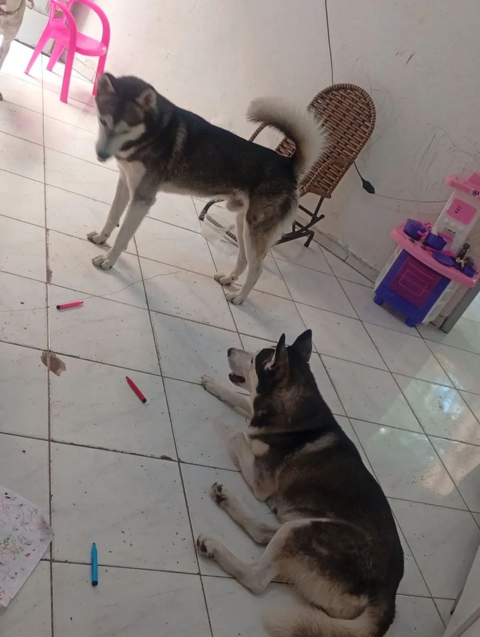 Husky siberiano gêmeos