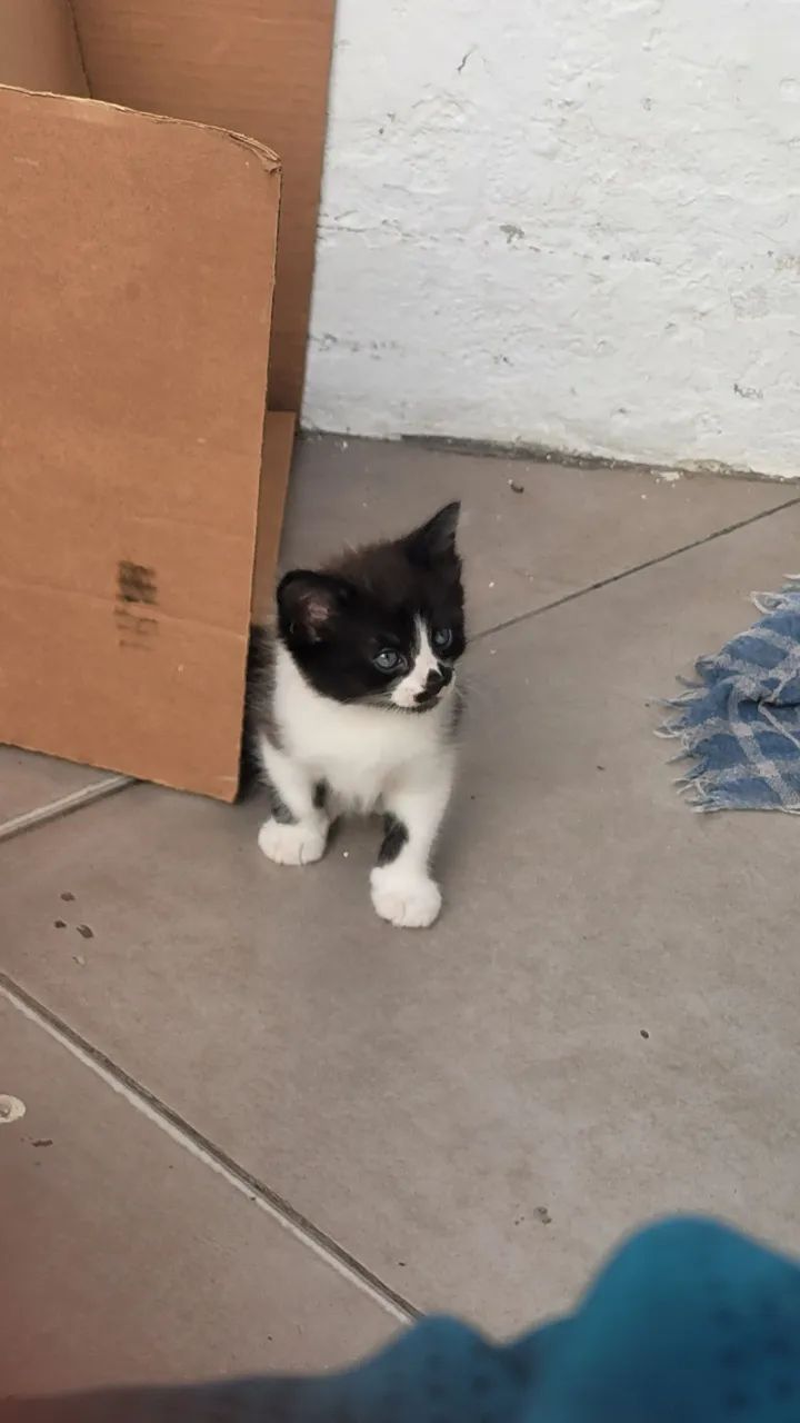 Gatinho - Foto 3