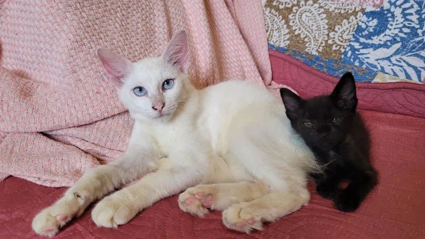 Gatinho peludo - Foto 3