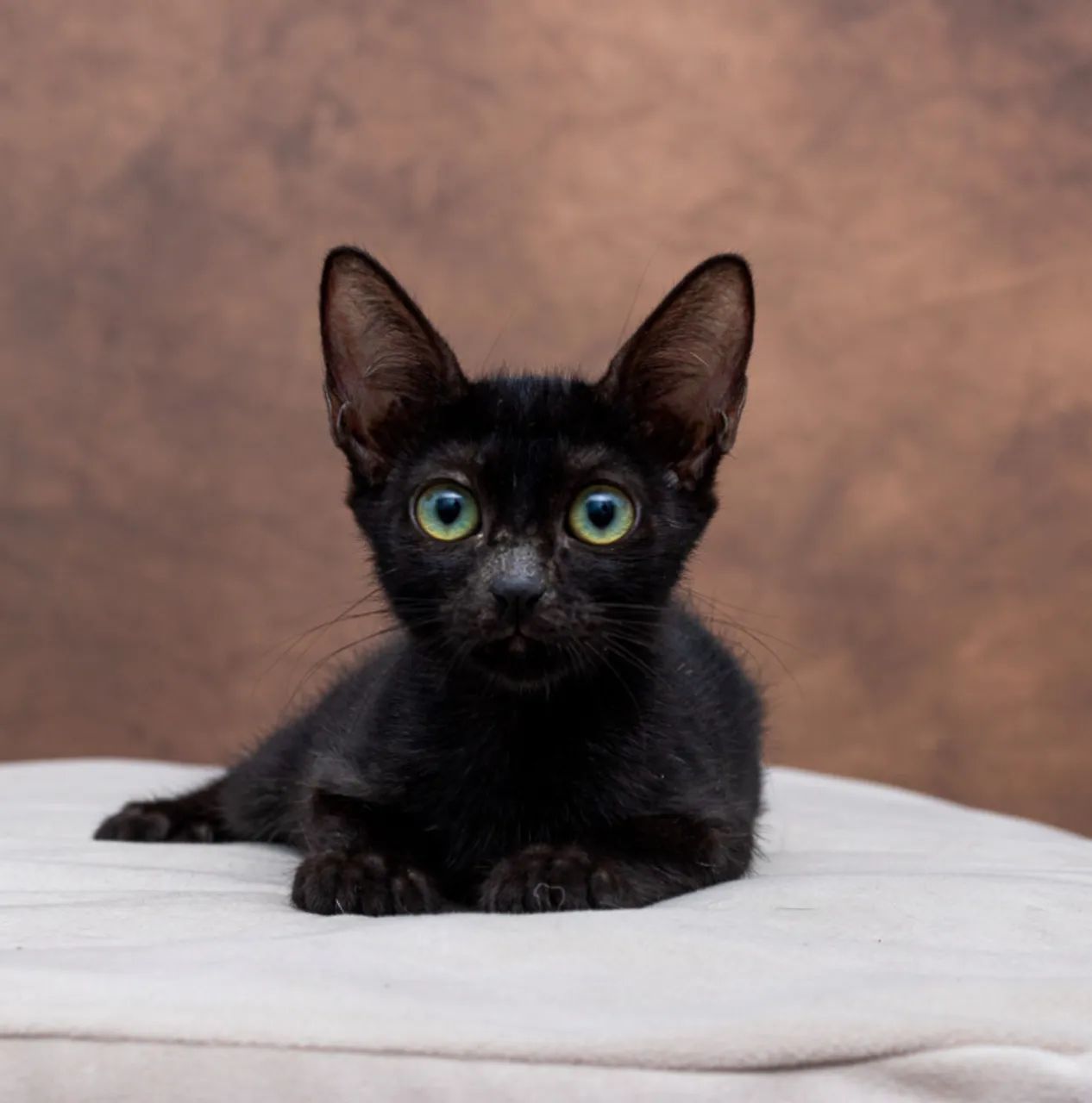 Filhotes  pretinhas adoção responsável 