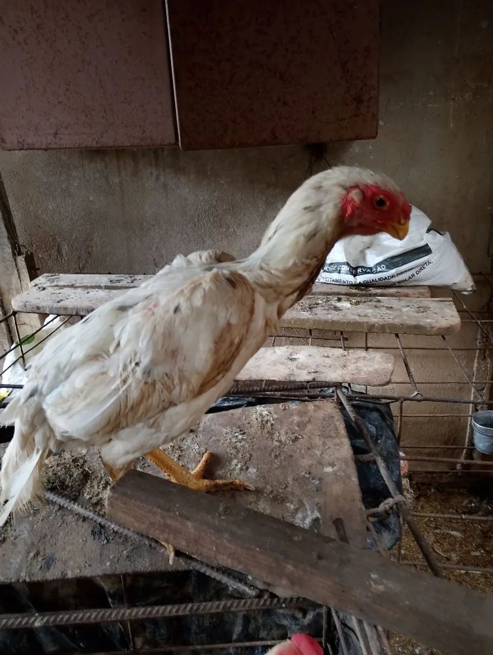 Vendo golinha e frango de raça bico curto 