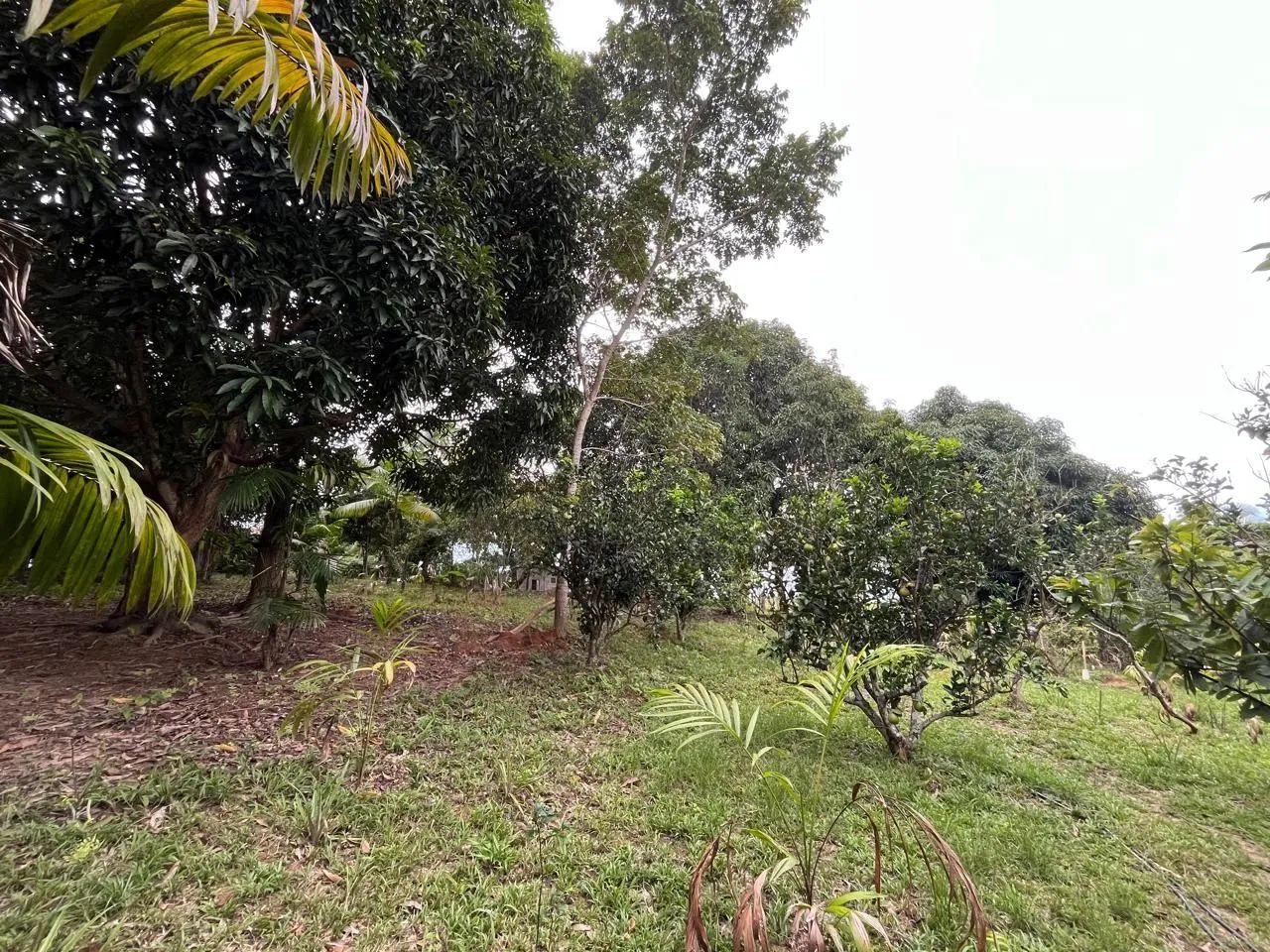 Vende-se chácara na vila sororó ( Cabaceira )  - Foto 3