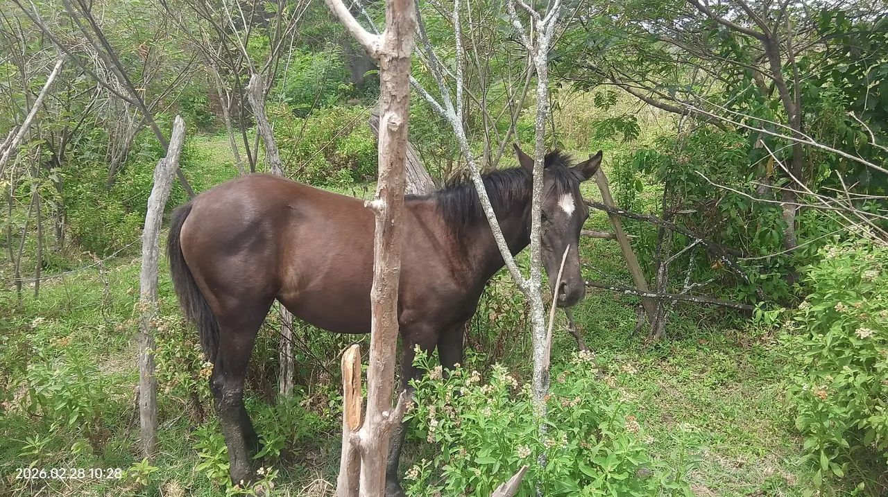 Porda mestiça  - Foto 4