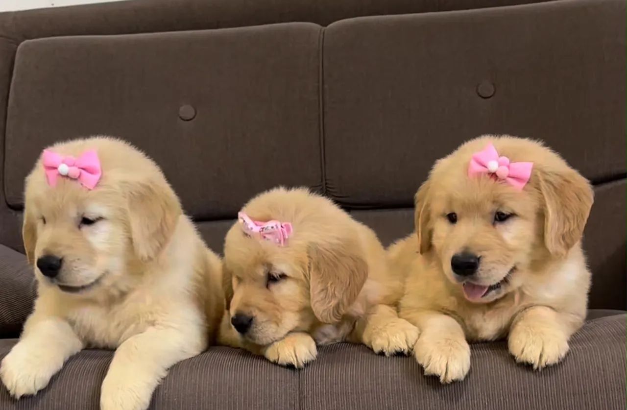 Golden retriever  - Foto 4