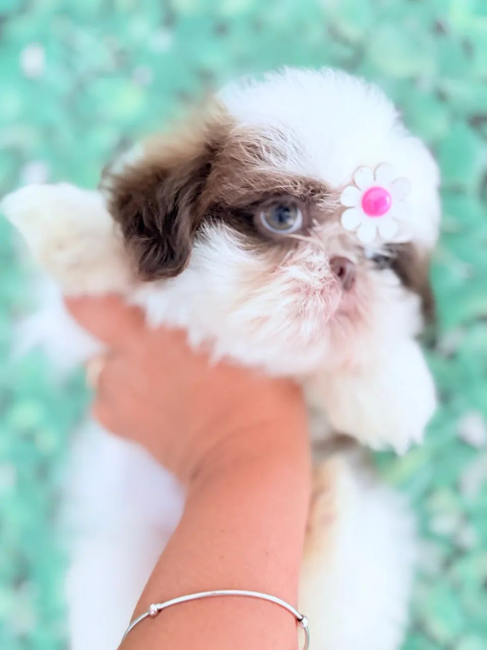 Shihtzu fêmea  - Foto 2