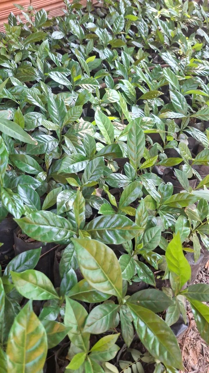 Mudas de Café Catuaí  - Foto 4