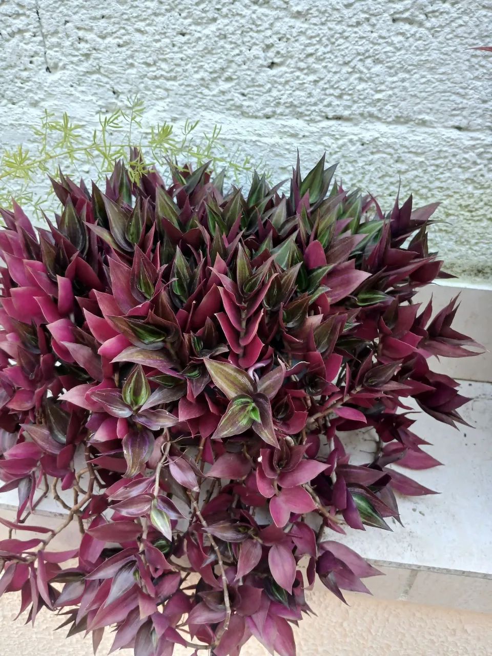 Lambari roxo - Foto 5