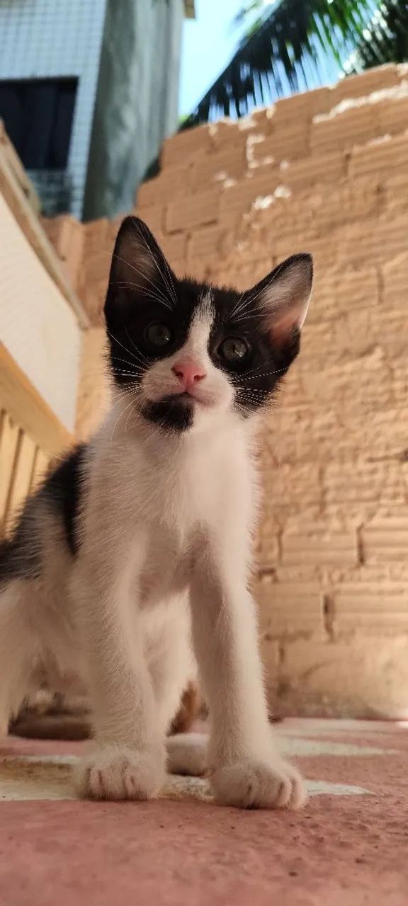 Adoção gato - Foto 3