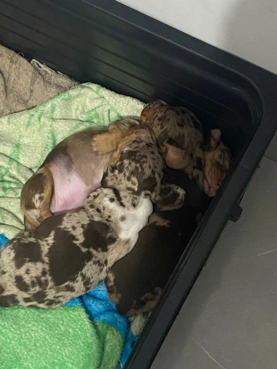 Salsicha mofado Basset 