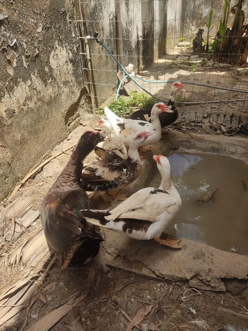 Pato e patas - Foto 3