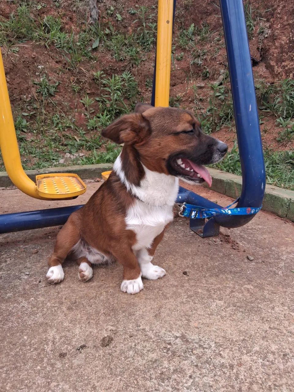 Doa-se cachorro 