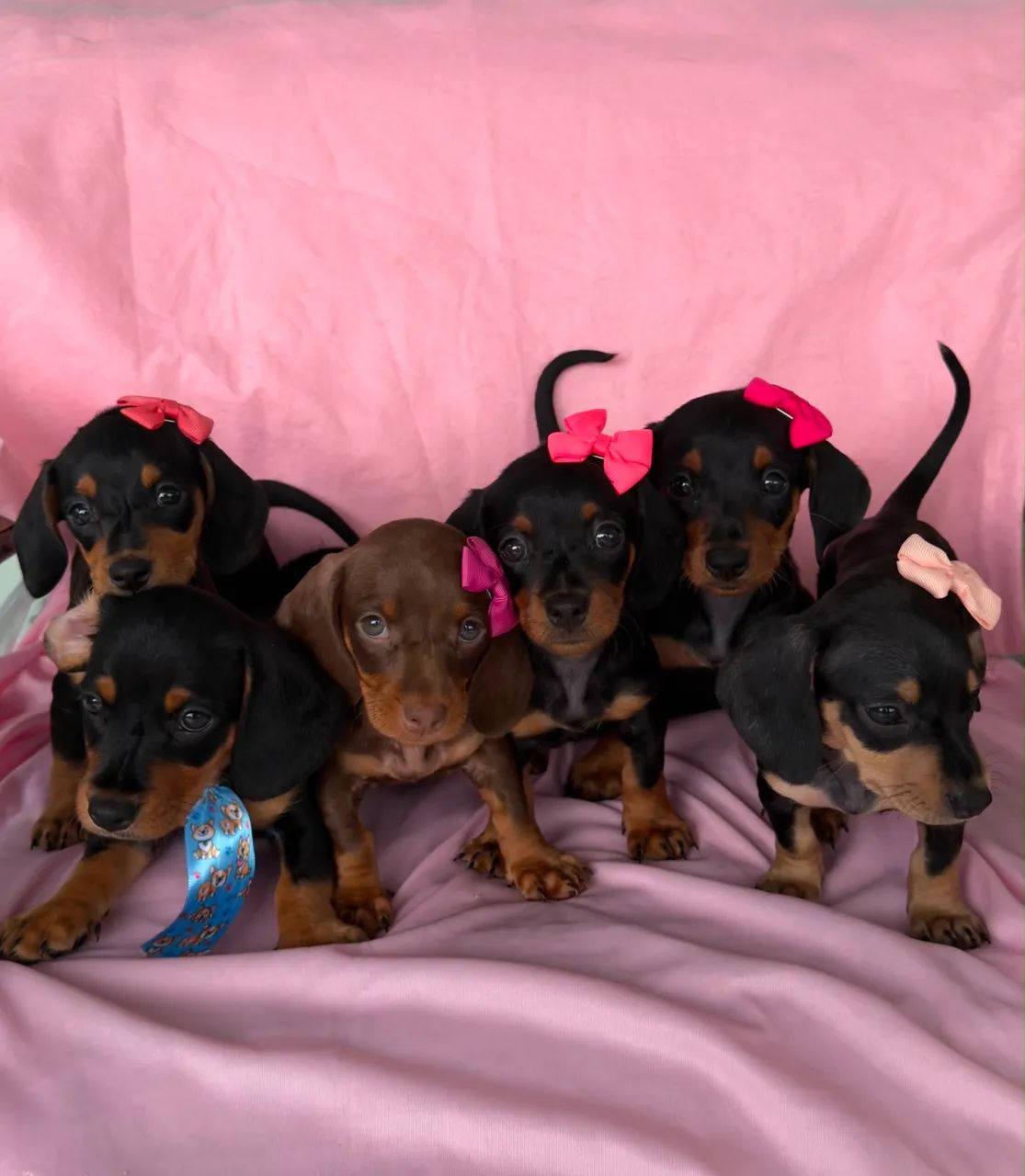 Filhotes de dachshund 