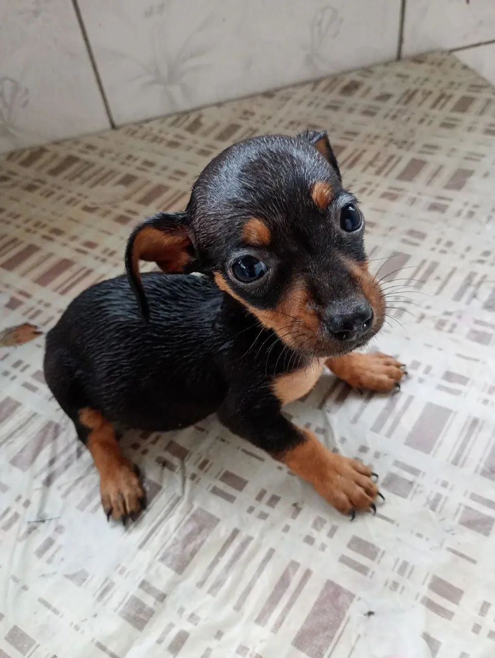 Basset dachshund 