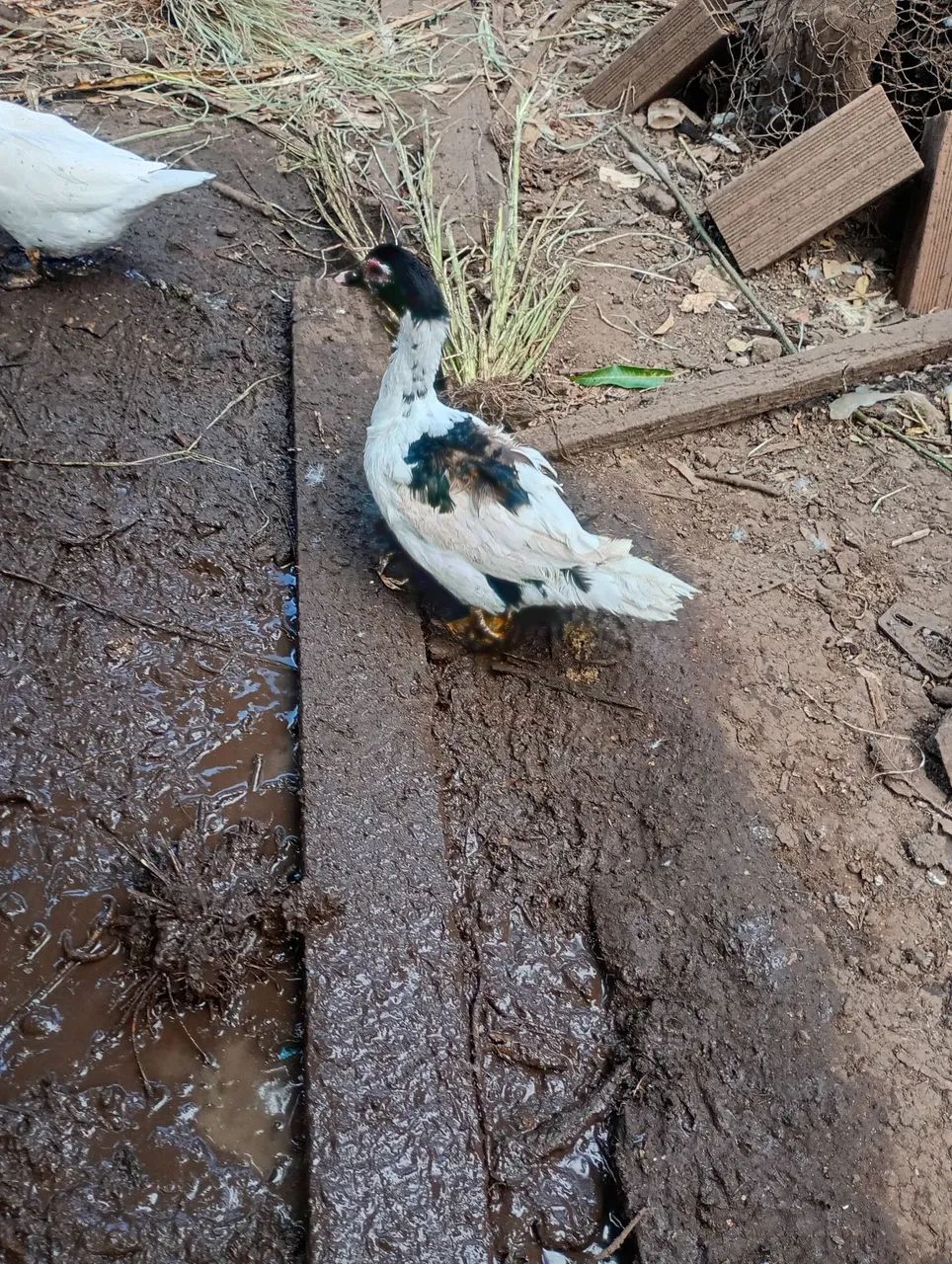 Pato macho - Foto 2