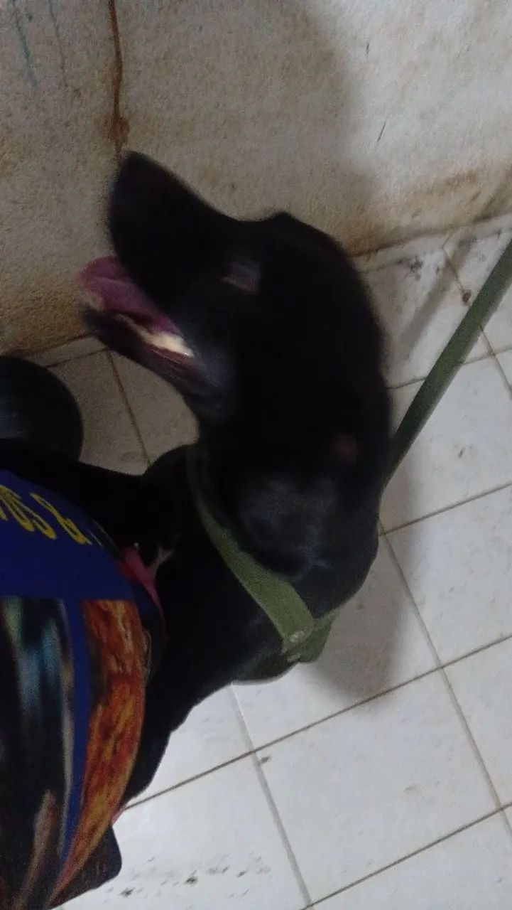 Cachorro macho pitbul super docil - Foto 5