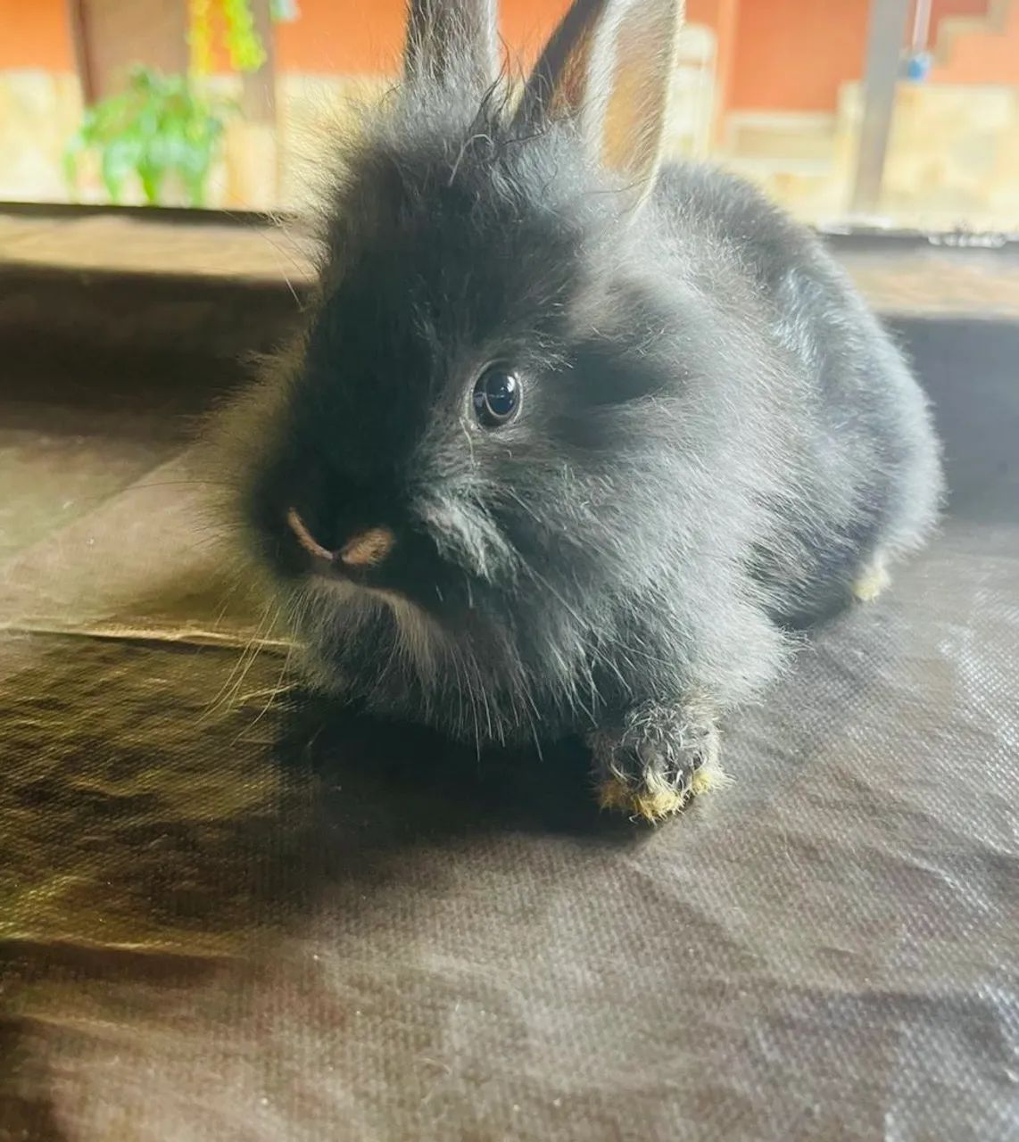 Coelhinhos raça pequenas