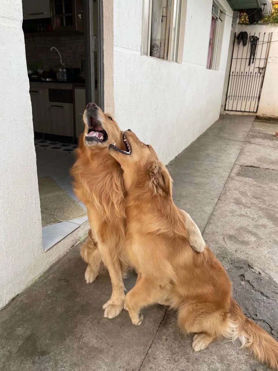 Golden retriever filhote  - Foto 2