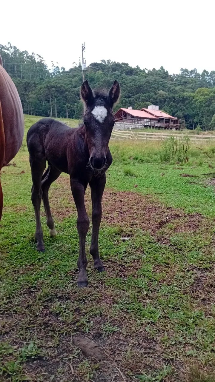 Potro qm puro - Foto 2