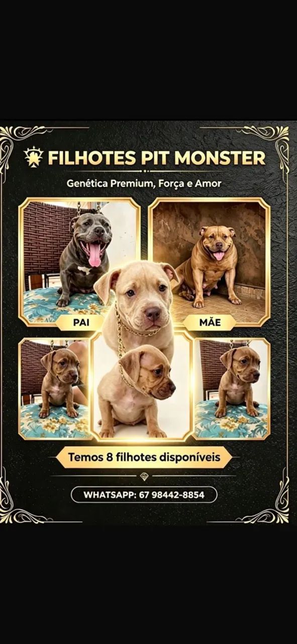 Pit bull  - Foto 4