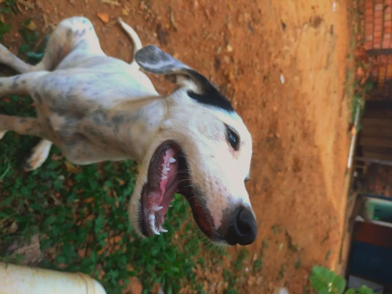 Doação de dog