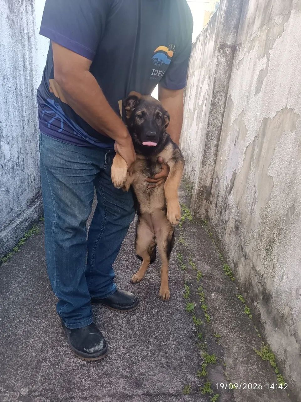 Cachorro  - Foto 5