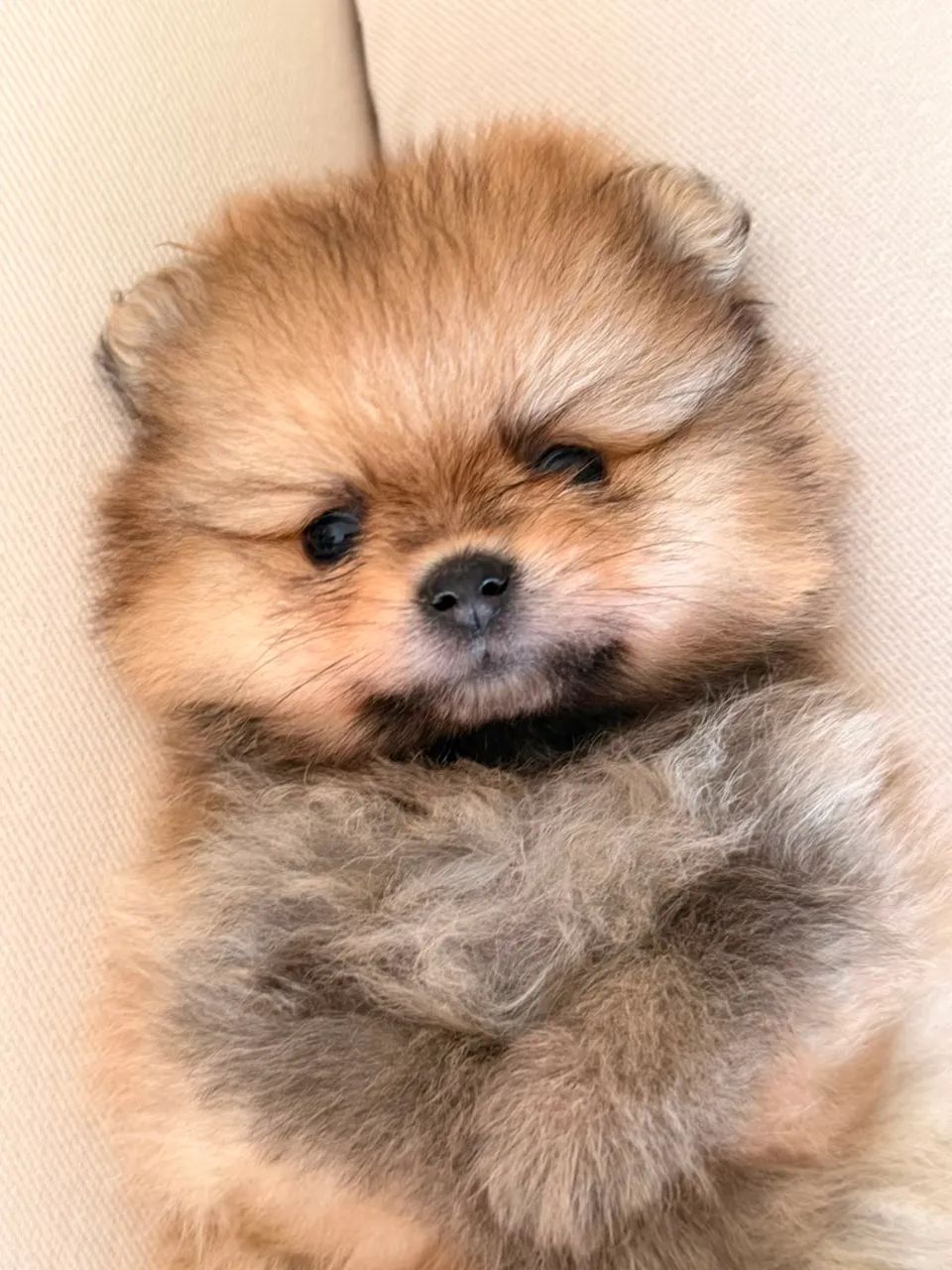 Spitz Alemão - Foto 4