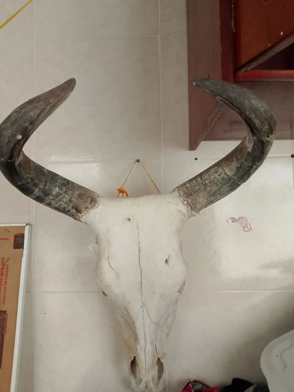 Cabeça de Boi tratada  - Foto 2