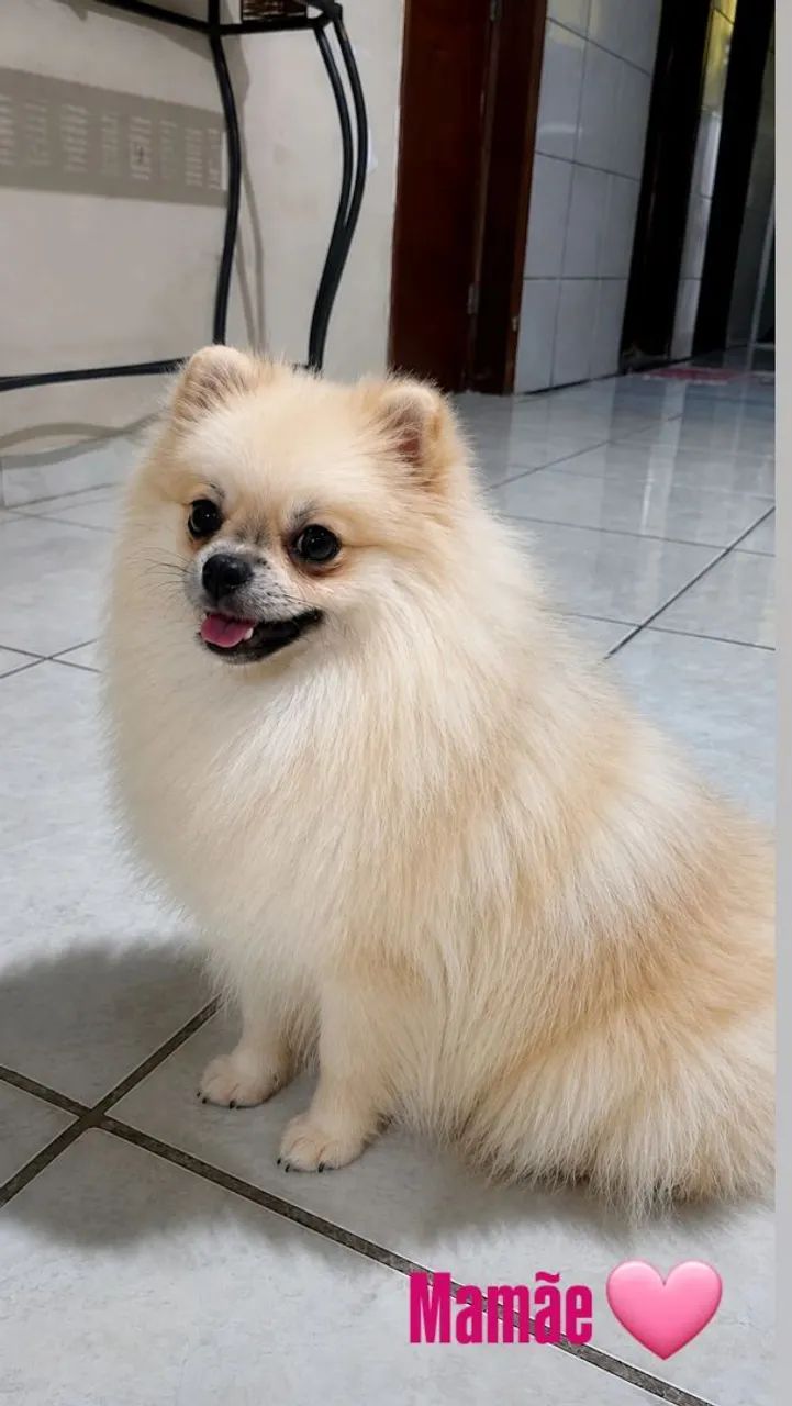 Spitz Alemão  - Foto 5