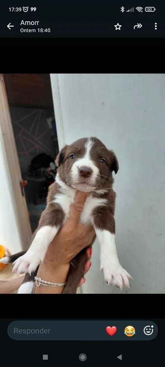 Border Collie 