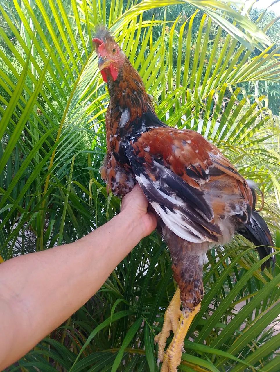 Aves da raça gsb  - Foto 3