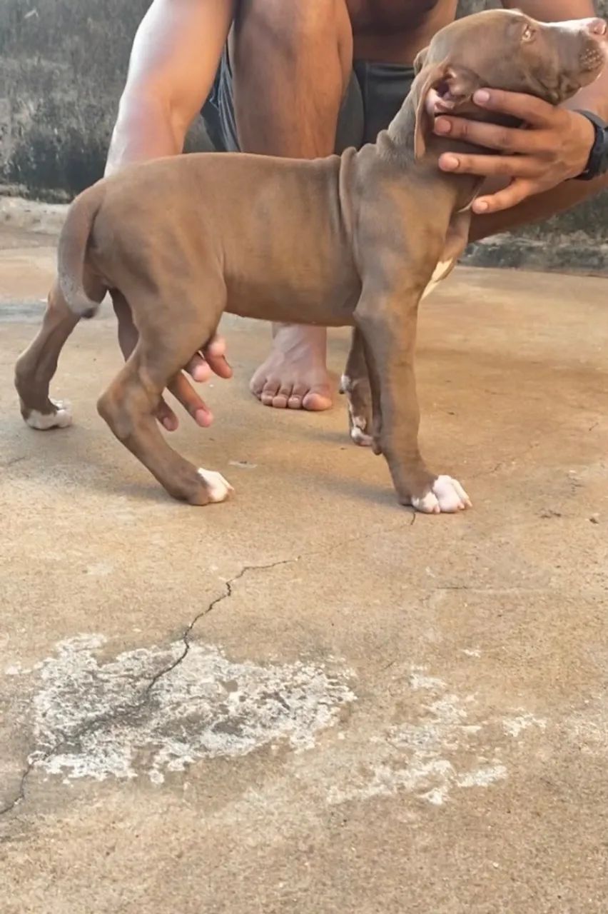 Filho de pit - Foto 2