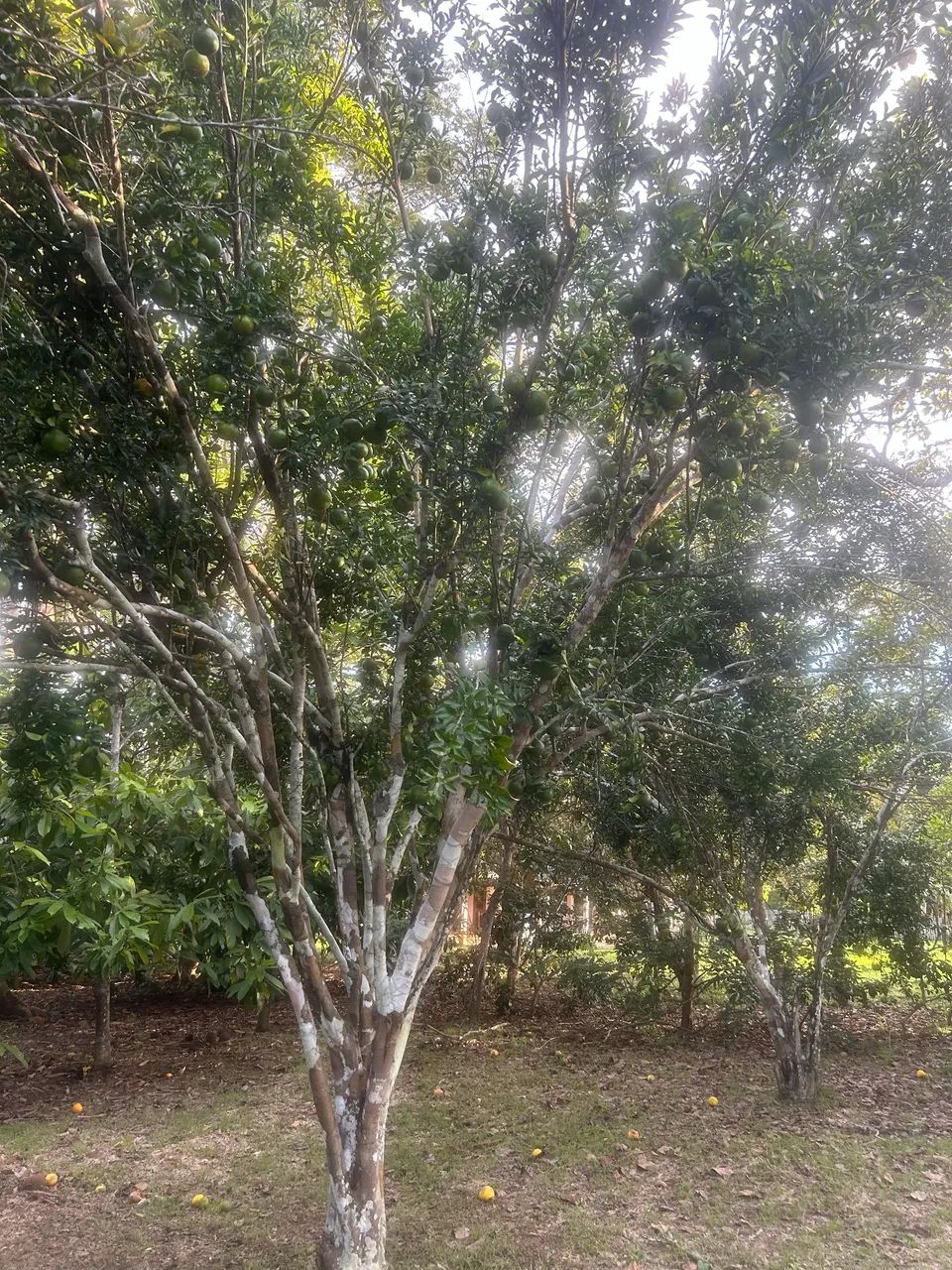 Foto - Rio Branco - Baixa da Colina