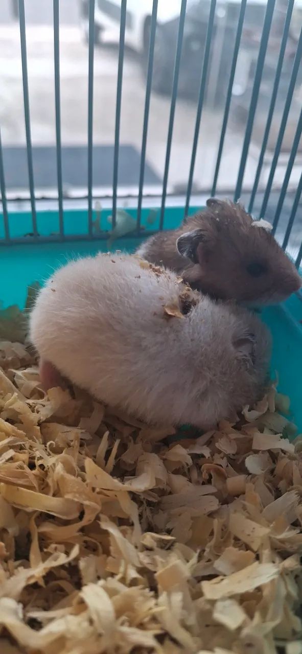 Hamster Sirio - Foto 4