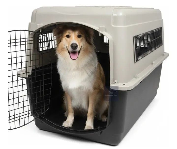 Caixa transporte pet grande aeroporto