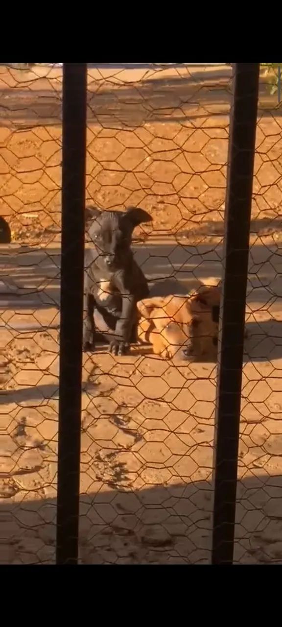 Filhotes de Pit Bull 